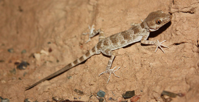 Говийн махир хуруут геккон